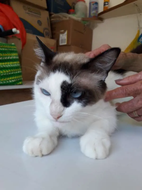 Gato raça felina idade 1 ano nome Princesa