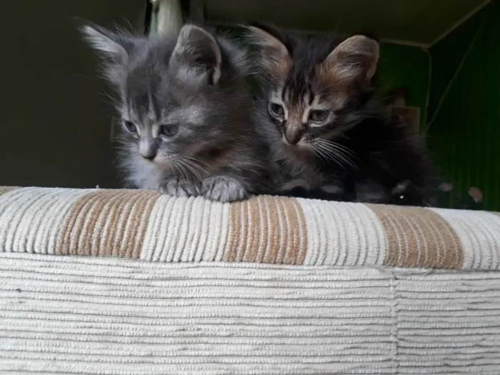 Gato raça  idade 2 a 6 meses nome Não possui