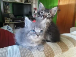Gato raça  idade 2 a 6 meses nome Não possui