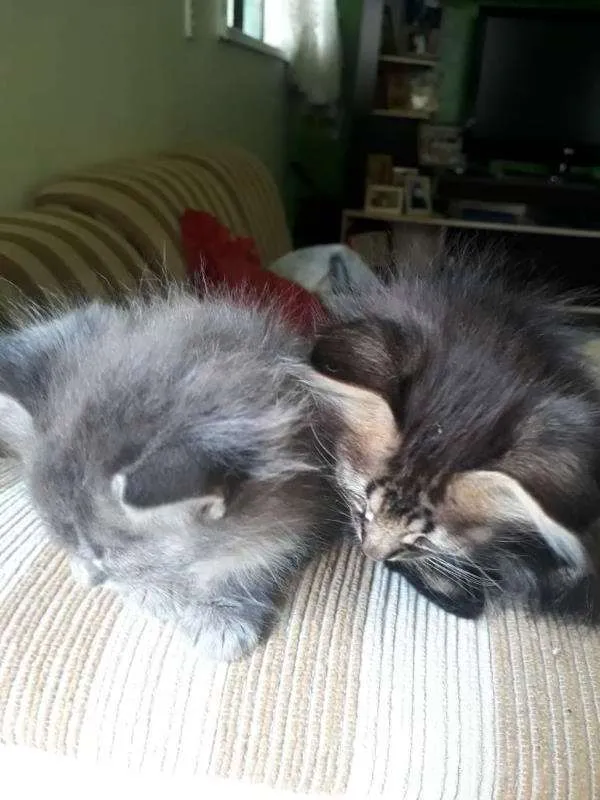 Gato raça  idade 2 a 6 meses nome Não possui