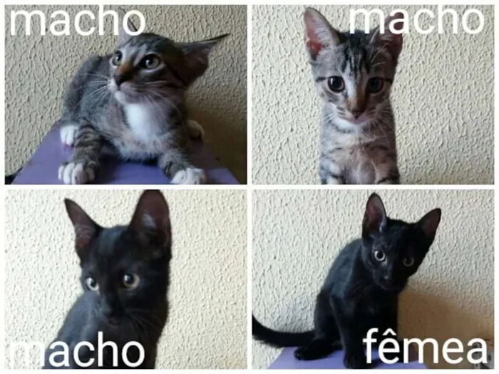 Gato ra a indefinida idade 2 a 6 meses nome não batizado