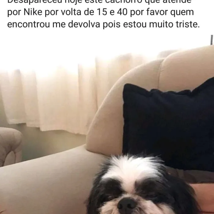 Cachorro ra a Shitsu idade 6 ou mais anos nome Nike