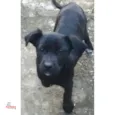 Pelézinho Filhote