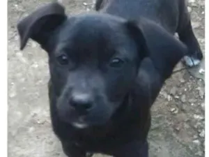 Cachorro raça  idade 2 a 6 meses nome Pelézinho Filhote