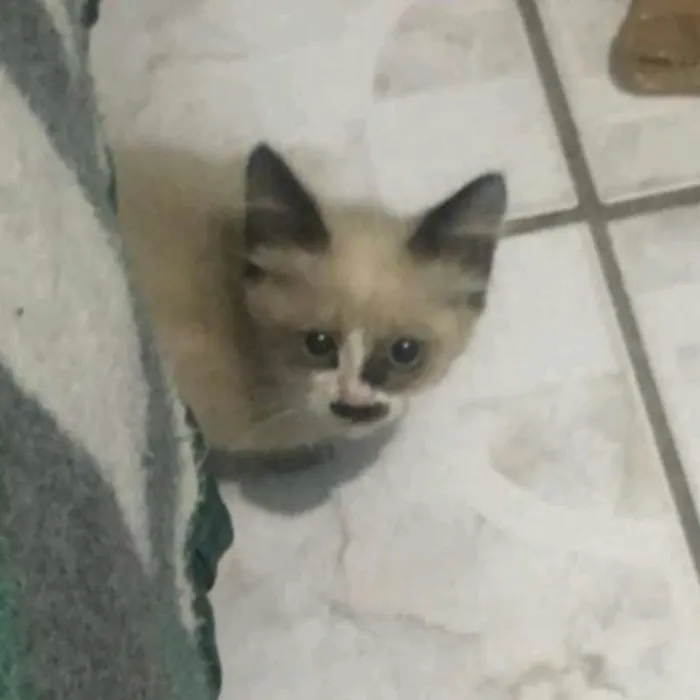 Gato ra a Siamês idade Abaixo de 2 meses nome Frederic Chopin