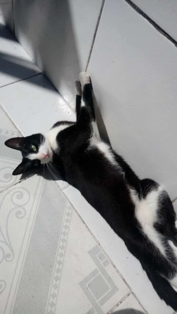 Gato raça SRD idade 3 anos nome Kity