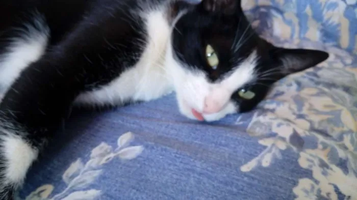 Gato raça SRD idade 3 anos nome Kity