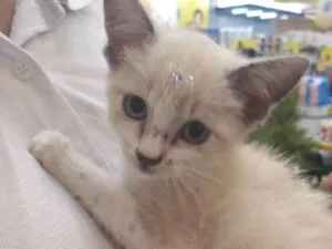 Gato raça Srd idade 2 a 6 meses nome Lobinha