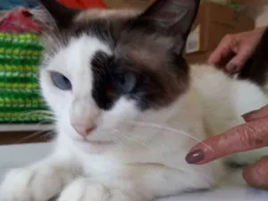 Gato raça felina idade 1 ano nome Princesa