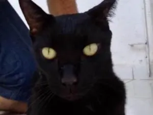 Gato raça SRD idade 6 ou mais anos nome Aquiles