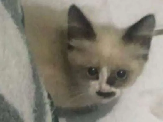 Gato ra a Siamês idade Abaixo de 2 meses nome Frederic Chopin