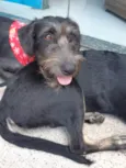 Kylo
