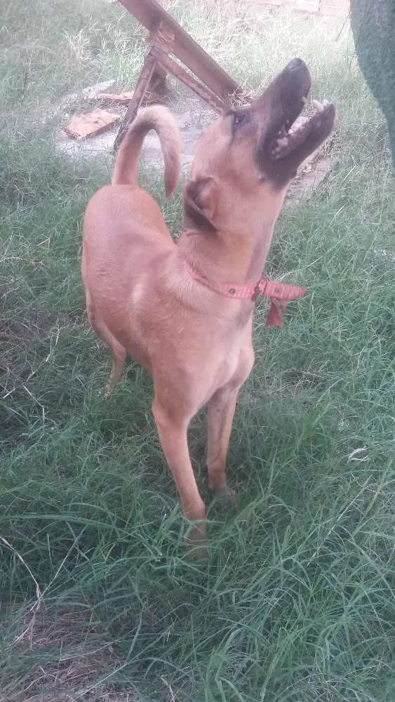 Cachorro ra a SRD idade 2 anos nome TONY Já é CASTRADO