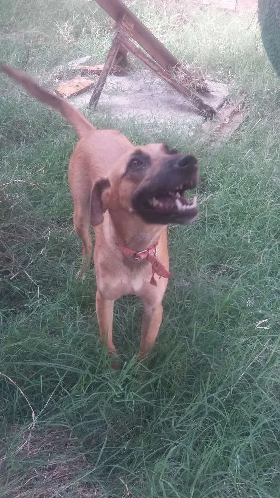 Cachorro ra a SRD idade 2 anos nome TONY Já é CASTRADO