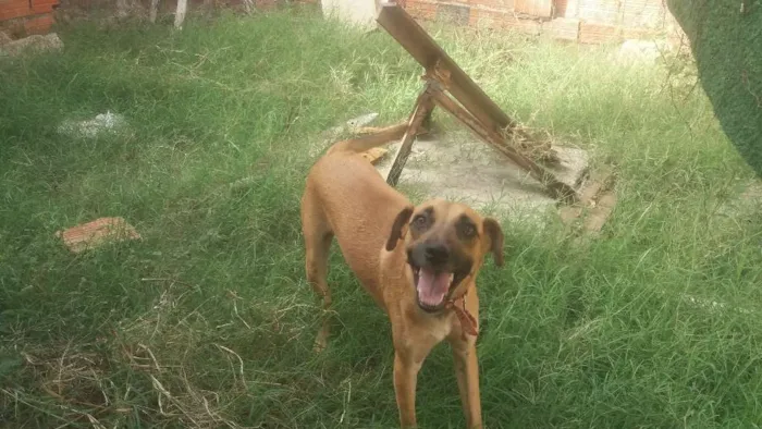 Cachorro ra a SRD idade 2 anos nome TONY Já é CASTRADO