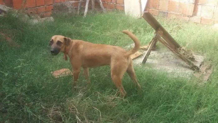 Cachorro ra a SRD idade 2 anos nome TONY Já é CASTRADO