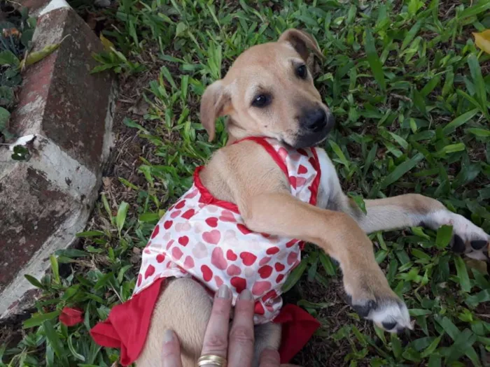 Cachorro ra a SRD idade 2 a 6 meses nome FLOR
