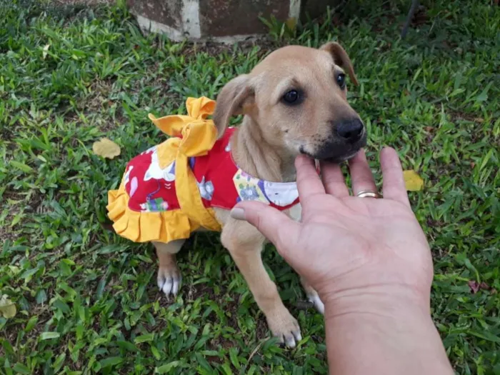 Cachorro ra a SRD idade 2 a 6 meses nome FLOR
