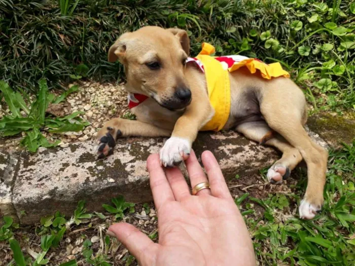 Cachorro ra a SRD idade 2 a 6 meses nome FLOR