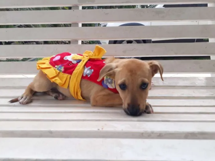 Cachorro ra a SRD idade 2 a 6 meses nome FLOR