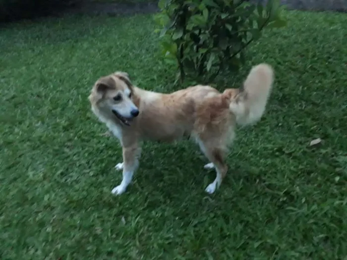 Cachorro ra a SRD idade 3 anos nome LORENA