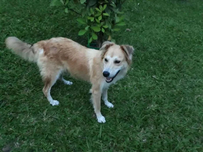 Cachorro ra a SRD idade 3 anos nome LORENA