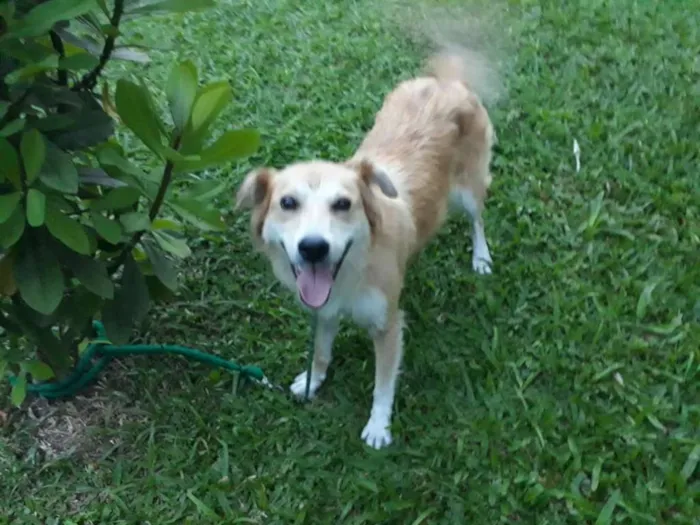 Cachorro ra a SRD idade 3 anos nome LORENA