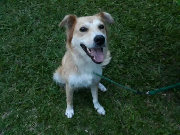 Cachorro ra a SRD idade 3 anos nome LORENA