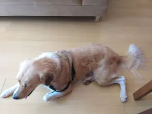Cachorro raça SRD idade 2 anos nome Princesa 