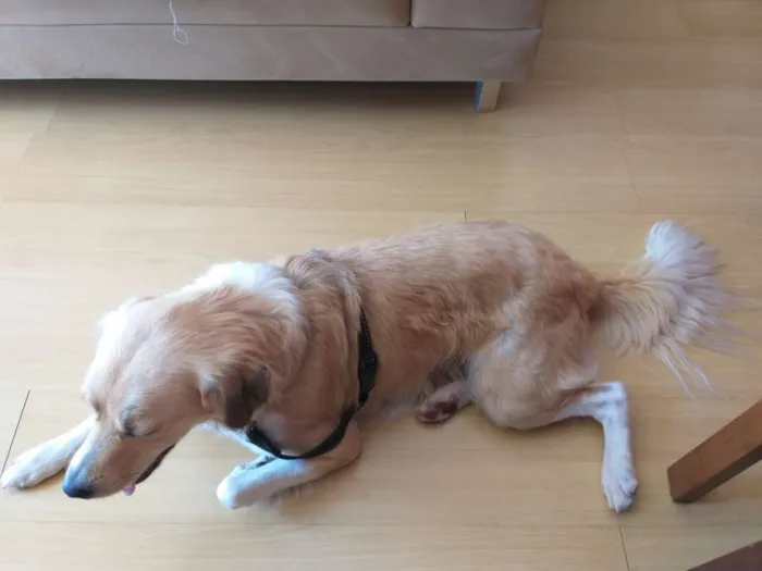 Cachorro ra a SRD idade 2 anos nome Princesa 