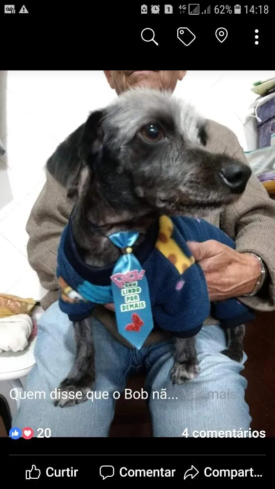 Cachorro ra a SRD idade 1 ano nome Bob