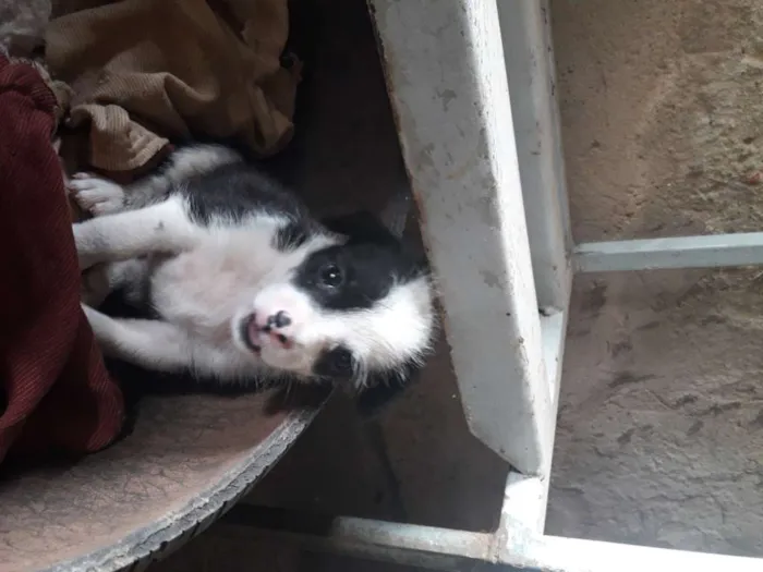 Cachorro ra a Mestiço shitso idade Abaixo de 2 meses nome Panda e Urso