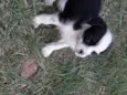 Panda e Urso