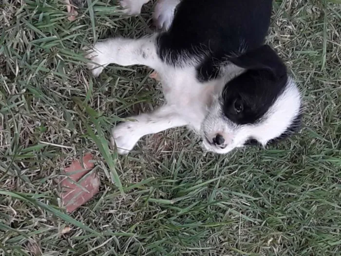 Cachorro ra a Mestiço shitso idade Abaixo de 2 meses nome Panda e Urso