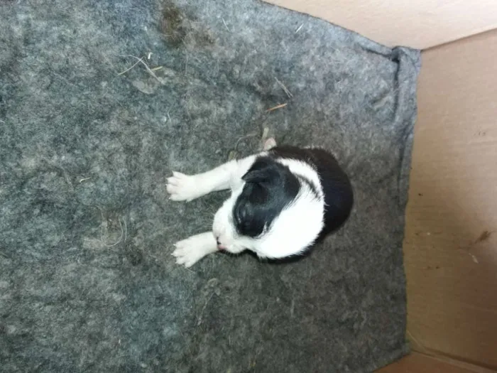Cachorro ra a Mestiço shitso idade Abaixo de 2 meses nome Panda e Urso