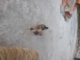 Panda e Urso