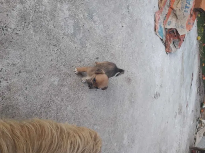 Cachorro ra a Mestiço shitso idade Abaixo de 2 meses nome Panda e Urso