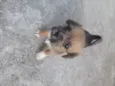 Panda e Urso
