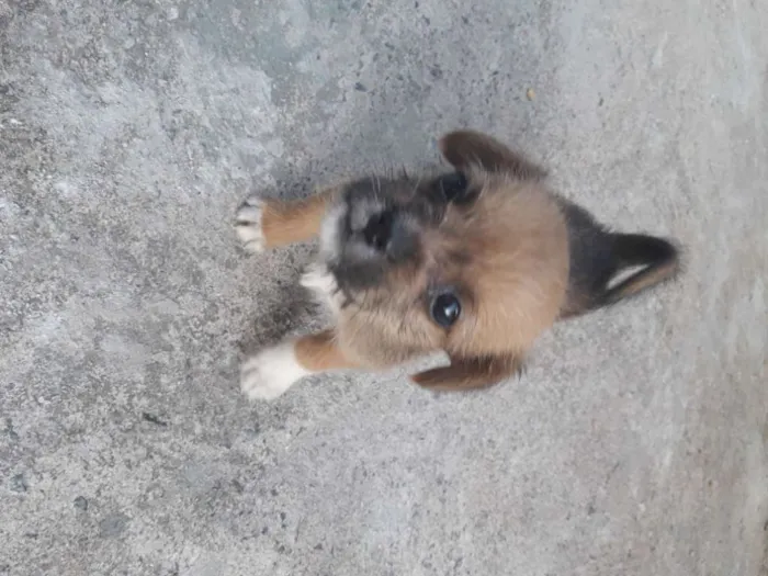 Cachorro ra a Mestiço shitso idade Abaixo de 2 meses nome Panda e Urso