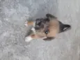 Panda e Urso