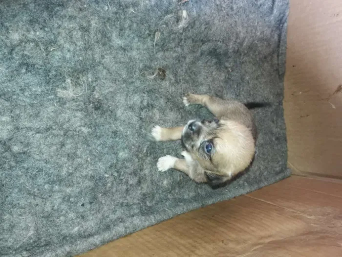 Cachorro ra a Mestiço shitso idade Abaixo de 2 meses nome Panda e Urso