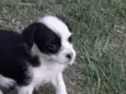 Panda e Urso