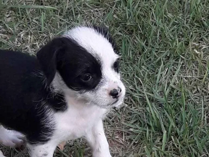Cachorro ra a Mestiço shitso idade Abaixo de 2 meses nome Panda e Urso