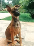 Mel