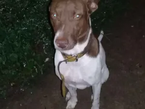 Cachorro raça Mestiço pitbull idade 1 ano nome Zeus