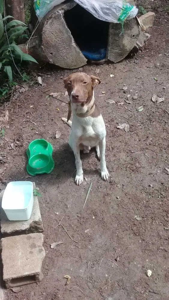 Cachorro raça Mestiço pitbull idade 1 ano nome Zeus