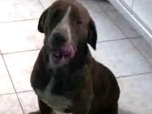 Cachorro raça Labrador idade 2 anos nome Bumeer