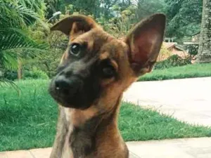 Cachorro raça SRD idade 2 a 6 meses nome Mel