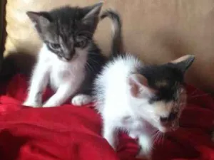 Gato raça Indefinida idade 2 a 6 meses nome Ainda se m nome