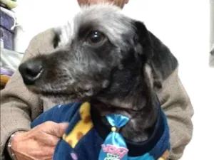 Cachorro raça SRD idade 1 ano nome Bob